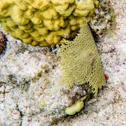 Wide-mesh Sea Fan, photo 10