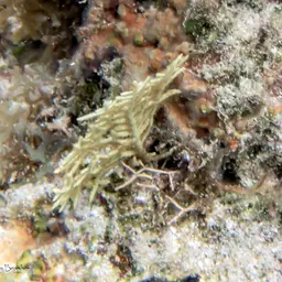 Wide-mesh Sea Fan, photo 11