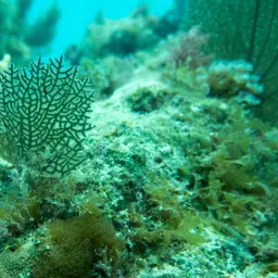Wide-mesh Sea Fan, photo 12