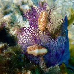 Common Sea Fan, photo 1