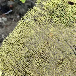 Common Sea Fan, photo 2