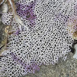 Common Sea Fan, photo 3