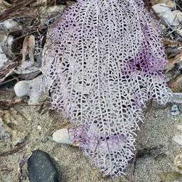 Common Sea Fan, photo 4