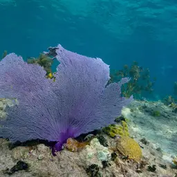 Common Sea Fan, photo 5