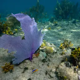 Common Sea Fan, photo 6