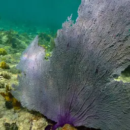 Common Sea Fan, photo 7