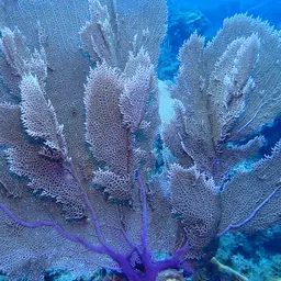 Common Sea Fan, photo 8