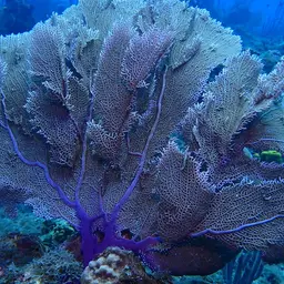 Common Sea Fan, photo 9