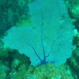 Common Sea Fan, photo 10