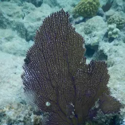 Common Sea Fan, photo 11
