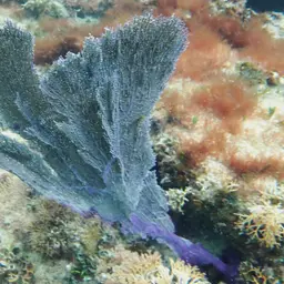 Common Sea Fan, photo 12