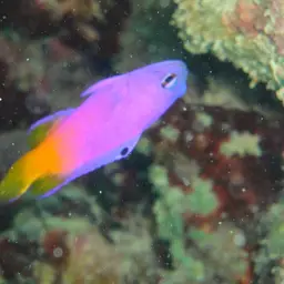 Brazilian Basslet