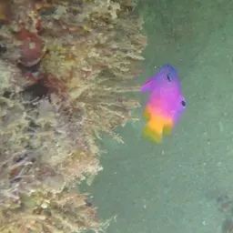 Brazilian Basslet, photo 2