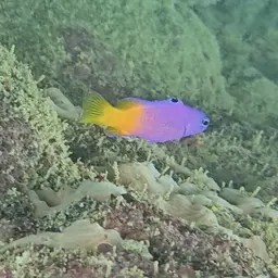 Brazilian Basslet, photo 3