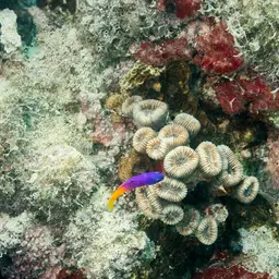 Brazilian Basslet, photo 4