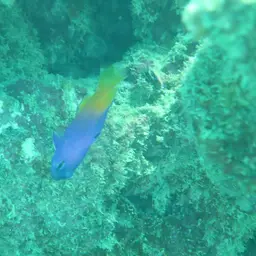 Brazilian Basslet, photo 5