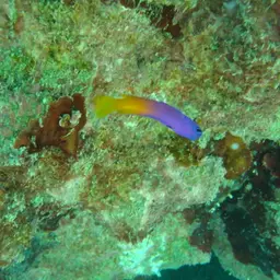 Brazilian Basslet, photo 6