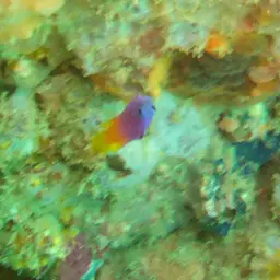 Brazilian Basslet, photo 7