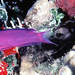 Blackcap Basslet