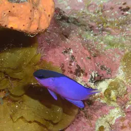 Blackcap Basslet, photo 9