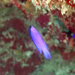 Blackcap Basslet, photo 12
