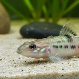 Green-shouldered Goby, photo 10