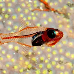 Philippine Cardinalfish