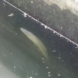 Freshwater Rat-tail, photo 2