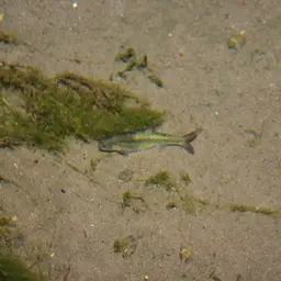 Naked Characin, photo 2