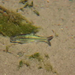 Naked Characin, photo 3