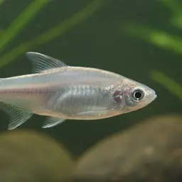 Naked Characin, photo 1