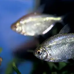 Silver Tetra, photo 1