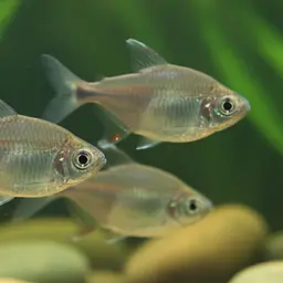 Silver Tetra, photo 2