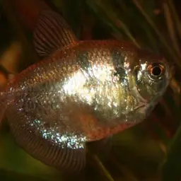 Black Tetra