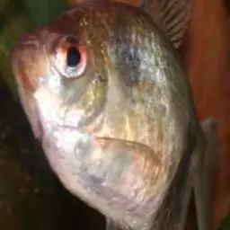 Black Tetra, photo 2