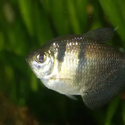 Black Tetra, photo 3