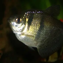 Black Tetra, photo 4