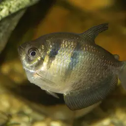 Black Tetra, photo 5