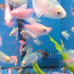 Black Tetra, photo 6