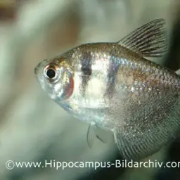 Black Tetra, photo 7