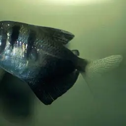 Black Tetra, photo 8