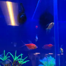 Black Tetra, photo 9
