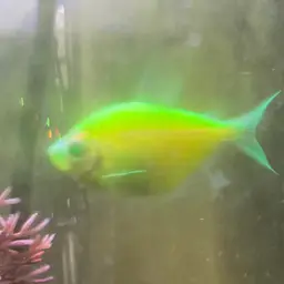 Black Tetra, photo 11