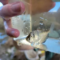 Black Tetra, photo 12