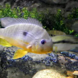 Earth Eater, photo 3