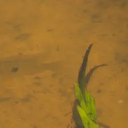 Earth Eater, photo 4