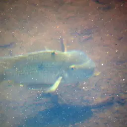 Earth Eater, photo 5