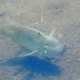 Earth Eater, photo 11