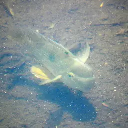 Earth Eater, photo 12