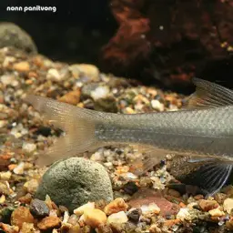 Lesser Silver Mud Carp